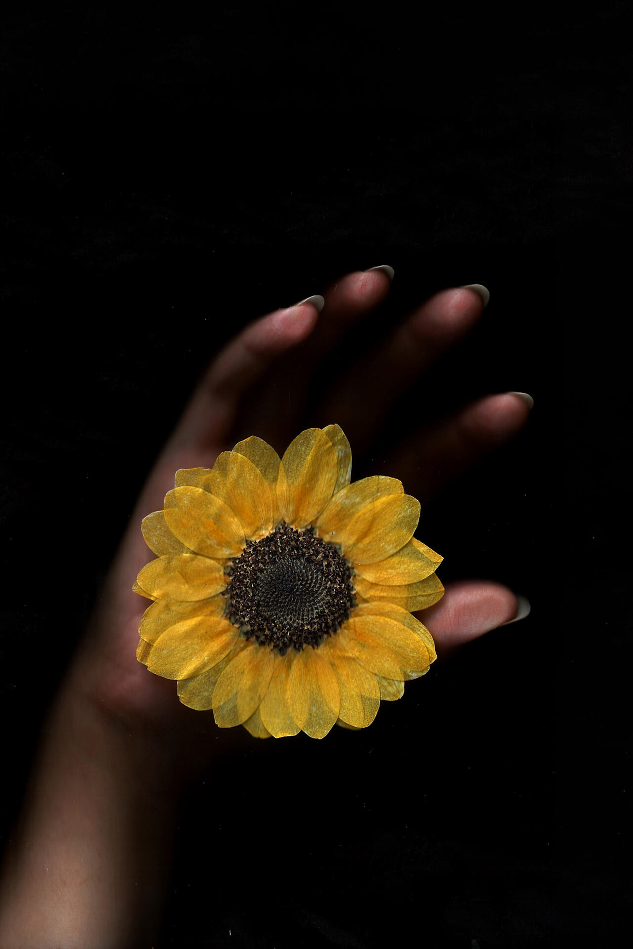 The Flower Keeper